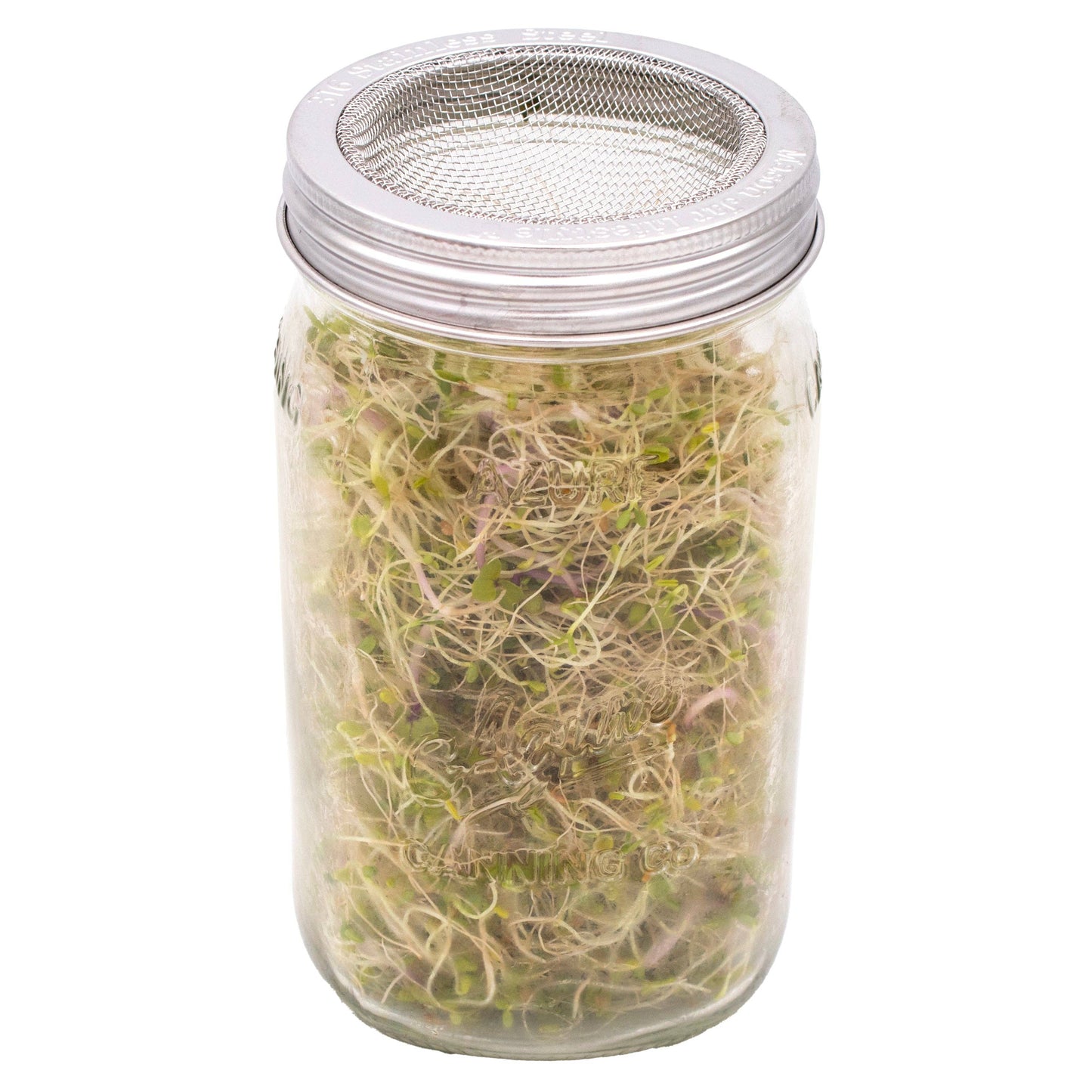 Curved Rust Proof Sprouting Lid and Band for Mason Jars