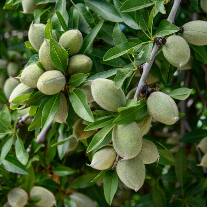 Sweet Almond Oil - 100% Pure